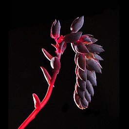 位圖 植物攝影 寫實(shí)花卉 花朵 數(shù)碼照片 免費(fèi)素材