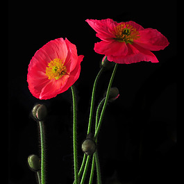 位圖 植物攝影 寫實(shí)花卉 花朵 數(shù)碼照片 免費(fèi)素材