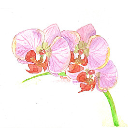 位圖 植物 寫意花卉 花朵 蘭花 免費(fèi)素材