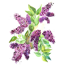 位圖 植物 寫意花卉 花朵 免費素材