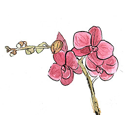 位圖 植物 寫意花卉 花朵 蘭花 免費(fèi)素材