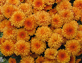 位圖 植物攝影 寫實(shí)花卉 花朵 菊花 免費(fèi)素材
