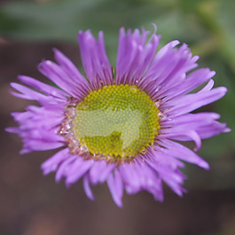 位圖 植物攝影 寫實(shí)花卉 花朵 菊花 免費(fèi)素材