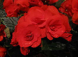 位圖 植物攝影 寫實(shí)花卉 花朵 數(shù)碼照片 免費(fèi)素材
