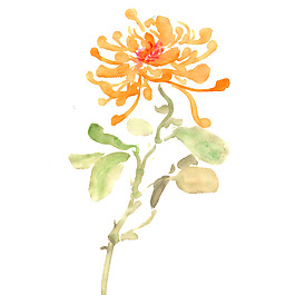位圖 植物 寫意花卉 花朵 菊花 免費素材