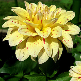 位圖 植物攝影 寫實(shí)花卉 花朵 數(shù)碼照片 免費(fèi)素材