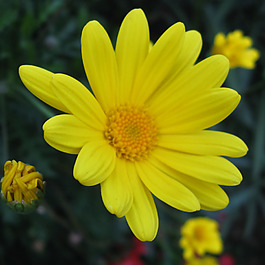 位圖 植物攝影 寫實(shí)花卉 花朵 菊花 免費(fèi)素材