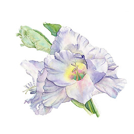 位圖 植物 寫意花卉 花朵 免費(fèi)素材