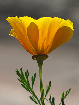 位圖 植物攝影 寫實(shí)花卉 花朵 數(shù)碼照片 免費(fèi)素材