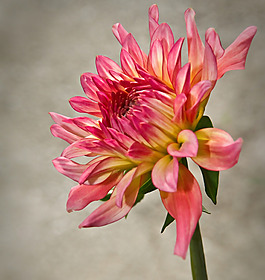 位圖 植物攝影 寫實(shí)花卉 花朵 菊花 免費(fèi)素材