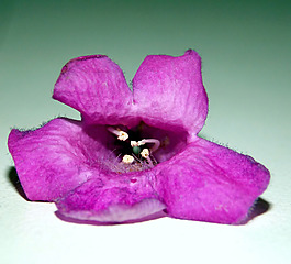 位圖 植物攝影 寫實(shí)花卉 花朵 數(shù)碼照片 免費(fèi)素材