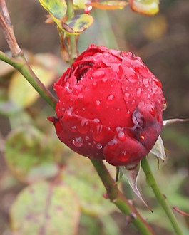 位圖 植物攝影 寫實(shí)花卉 花朵 數(shù)碼照片 免費(fèi)素材