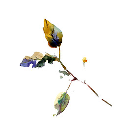 位圖 植物 寫意花卉 花朵 免費素材