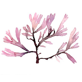 位圖 植物 寫(xiě)意花卉 花朵 免費(fèi)素材