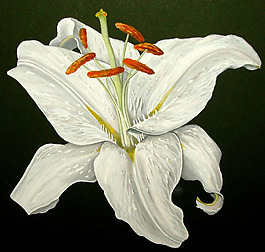 位圖 植物 寫意花卉 花朵 百合 免費(fèi)素材