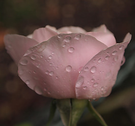 位圖 植物攝影 寫(xiě)實(shí)花卉 花朵 數(shù)碼照片 免費(fèi)素材