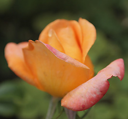 位圖 植物攝影 寫(xiě)實(shí)花卉 花朵 玫瑰 免費(fèi)素材