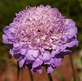 位圖 植物攝影 寫實(shí)花卉 花朵 數(shù)碼照片 免費(fèi)素材