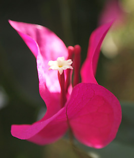 位圖 植物攝影 寫實(shí)花卉 花朵 數(shù)碼照片 免費(fèi)素材