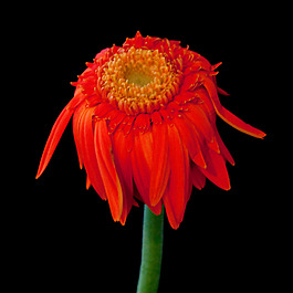 位圖 植物攝影 寫實(shí)花卉 花朵 菊花 免費(fèi)素材