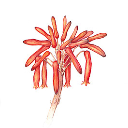 位圖 植物 寫意花卉 花朵 免費(fèi)素材