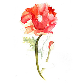 位圖 植物 寫意花卉 花朵 免費(fèi)素材