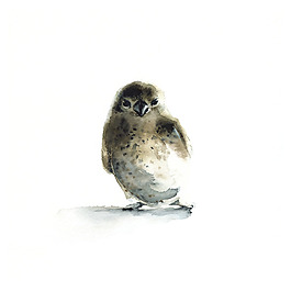 位圖 插畫(huà) 動(dòng)物插畫(huà) 插畫(huà)師 Amber 免費(fèi)素材