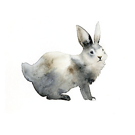 位圖 插畫(huà) 動(dòng)物插畫(huà) 插畫(huà)師 Amber 免費(fèi)素材