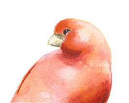 位圖 插畫(huà) 動(dòng)物插畫(huà) 插畫(huà)師 Amber 免費(fèi)素材