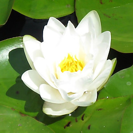 位圖 植物攝影 寫(xiě)實(shí)花卉 花朵 蓮花 免費(fèi)素材