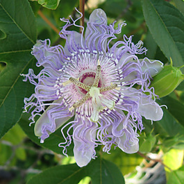 位圖 植物攝影 寫實(shí)花卉 花朵 數(shù)碼照片 免費(fèi)素材
