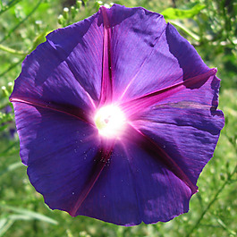 位圖 植物攝影 寫實(shí)花卉 花朵 牽?；?免費(fèi)素材
