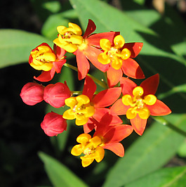 位圖 植物攝影 寫(xiě)實(shí)花卉 花朵 數(shù)碼照片 免費(fèi)素材