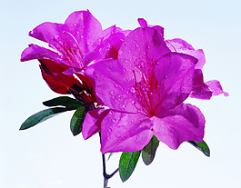 位圖 植物攝影 寫實(shí)花卉 花朵 杜鵑 免費(fèi)素材