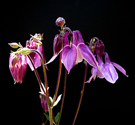 位圖 植物攝影 寫實(shí)花卉 花朵 數(shù)碼照片 免費(fèi)素材