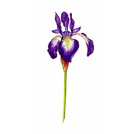 位圖 植物 寫意花卉 花朵 鳶尾 免費(fèi)素材