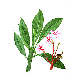 位圖 植物 寫意花卉 花朵 免費(fèi)素材