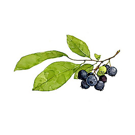 位圖 插畫 植物插畫 藝術(shù)效果 手繪 免費(fèi)素材
