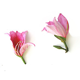 位圖 植物攝影 寫實(shí)花卉 花朵 杜鵑 免費(fèi)素材