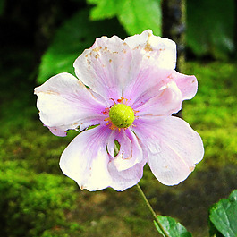 位圖 植物攝影 寫實(shí)花卉 花朵 數(shù)碼照片 免費(fèi)素材
