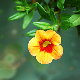 位圖 植物攝影 寫實(shí)花卉 花朵 數(shù)碼照片 免費(fèi)素材