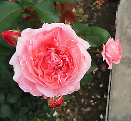 位圖 植物攝影 寫實花卉 花朵 芍藥 免費素材