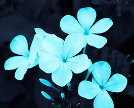 位圖 植物攝影 寫實(shí)花卉 花朵 數(shù)碼照片 免費(fèi)素材