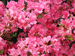 位圖 植物攝影 寫實(shí)花卉 花朵 杜鵑 免費(fèi)素材