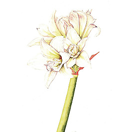 位圖 植物 寫意花卉 花朵 免費素材