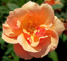 位圖 植物攝影 寫(xiě)實(shí)花卉 花朵 數(shù)碼照片 免費(fèi)素材