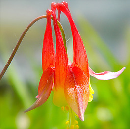 位圖 植物攝影 寫實(shí)花卉 花朵 數(shù)碼照片 免費(fèi)素材