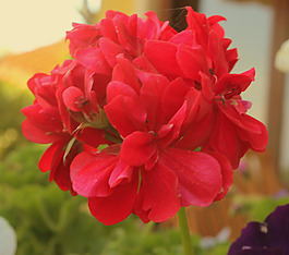 位圖 植物攝影 寫實花卉 花朵 數(shù)碼照片 免費素材