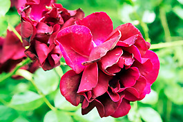 位圖 植物攝影 寫(xiě)實(shí)花卉 花朵 數(shù)碼照片 免費(fèi)素材