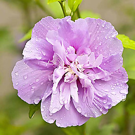 位圖 植物攝影 寫實花卉 花朵 數(shù)碼照片 免費素材
